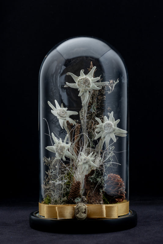 Timeless Edelweiss flower in large glass dome