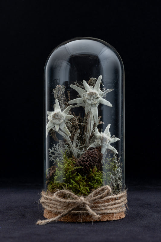 Everlasting Edelweiss flower in small glass dome with cork stopper