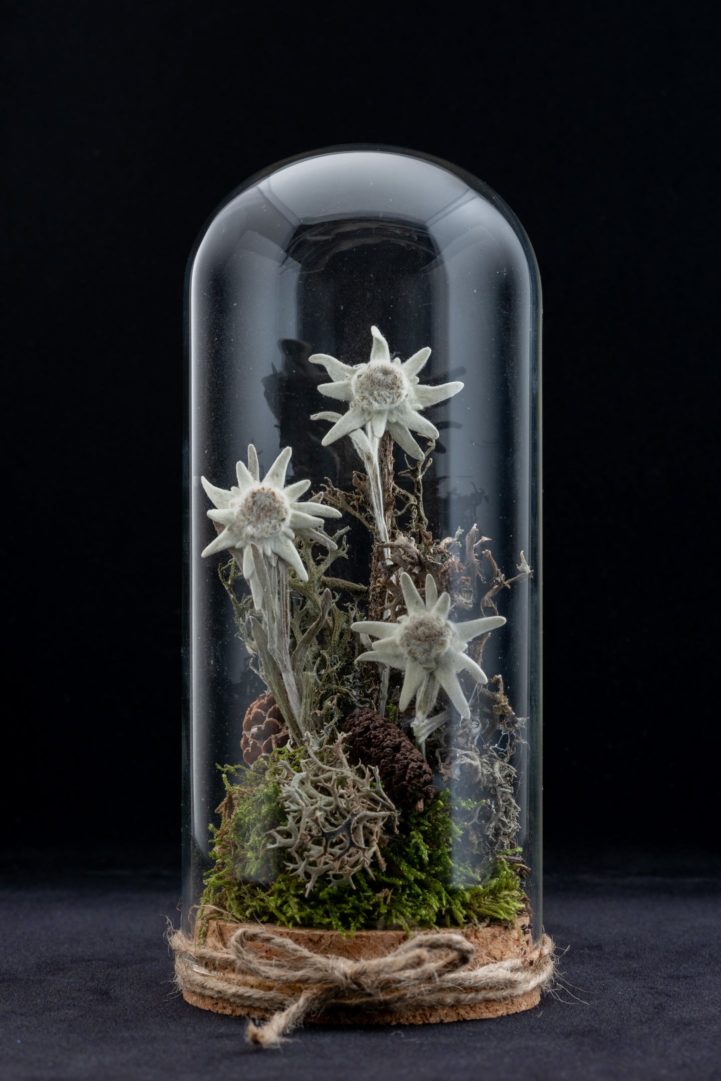 Everlasting Edelweiss flower in large glass dome with cork stopper