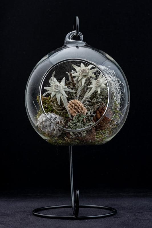 Everlasting Edelweiss flower in glass globe with stand