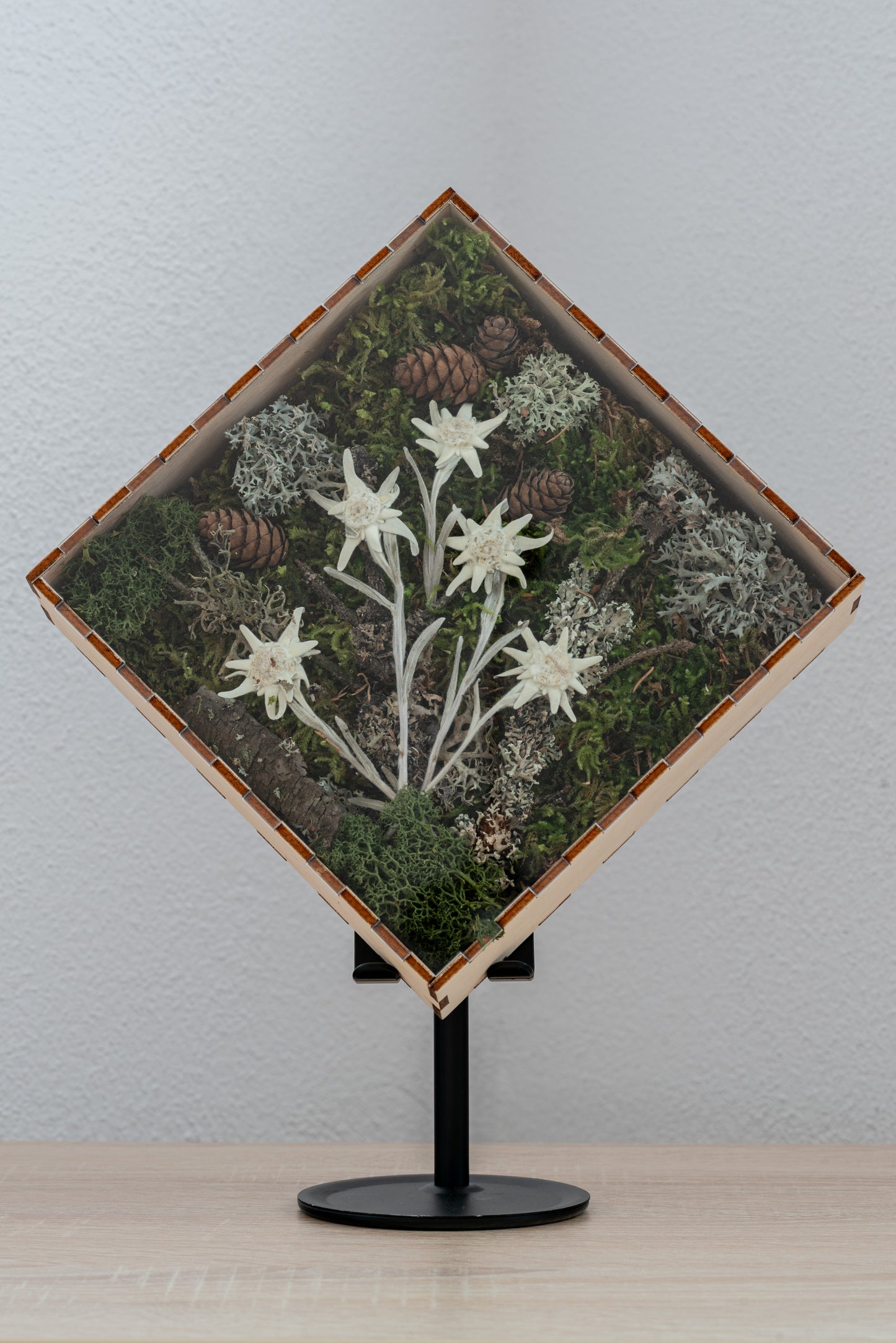 Eternal Edelweiss flower in wooden frame