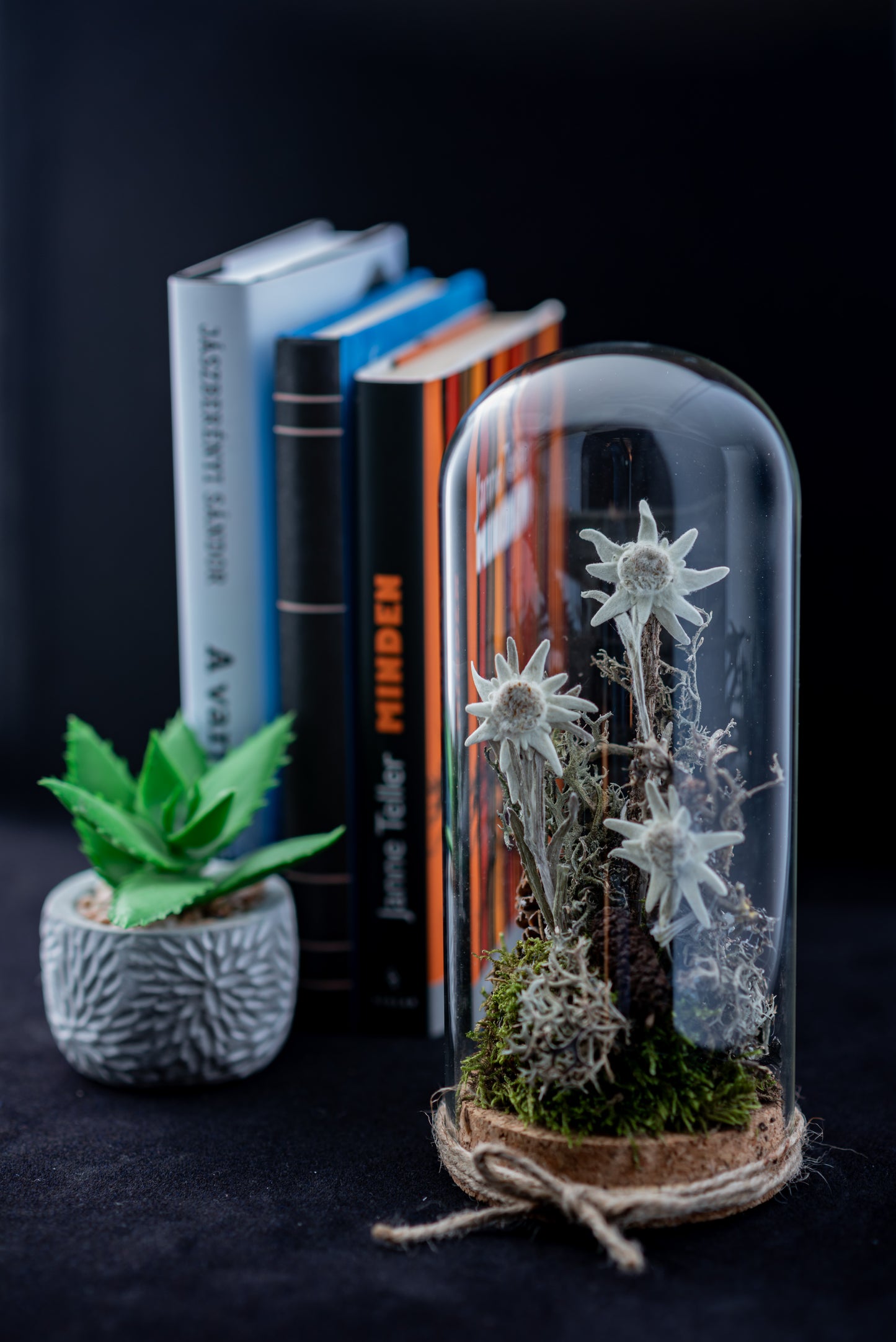 Everlasting Edelweiss flower in large glass dome with cork stopper